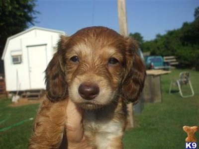 Dachshund Pup